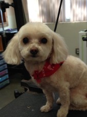 PERSONALITY CUT ON A SHIH TZU MIX 2