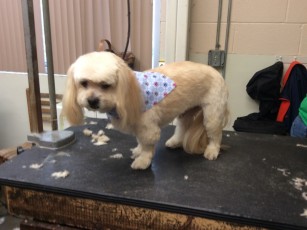 PERSONALITY CUT ON A SHIH TZU MIX 3