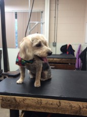 PERSONALITY CUT ON A TERRIER MIX 1