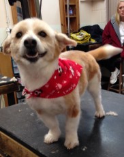 PERSONALITY CUT ON A TERRIER MIX 2