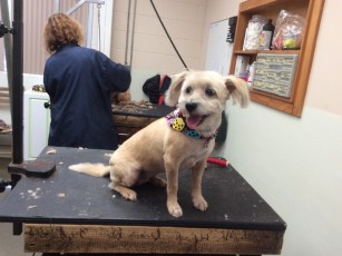 PERSONALITY CUT ON A TERRIER MIX 3