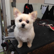 PERSONALITY CUT ON A YORKIE MIX 1