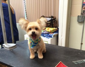 PERSONALITY CUT ON A YORKIE MIX 3