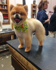 POMERANIAN PUPPY CUT 3