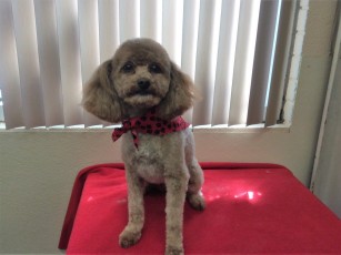 POODLE (MINI) PERSONALITY CLIP 3