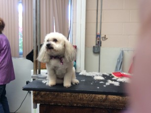 PUPPY CUT ON A BICHON MIX