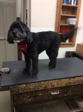 PUPPY CUT ON A COCKAPOO 1