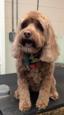 PUPPY CUT ON A COCKAPOO 3