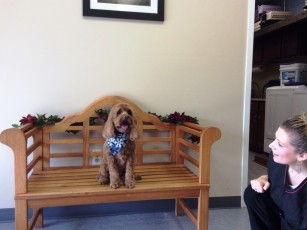 PUPPY CUT ON A COCKAPOO 2