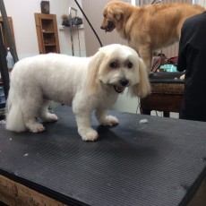 PUPPY CUT ON A COTON DE TULEAR