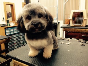 PUPPY CUT ON A HAVANESE