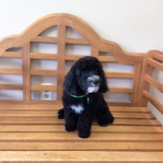 PUPPY CUT ON A HAVANESE 2