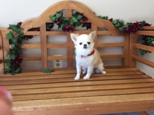 PUPPY CUT ON A LONG-HAIRED CHIHUAHUA
