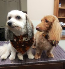 PUPPY CUT ON A LONG-HAIRED DACHSHUND AND A TERRIER MIX