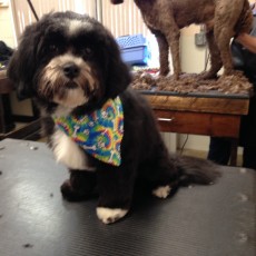 PUPPY CUT ON A SHIH TZU MIX 1