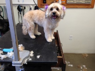 PUPPY CUT ON A SHIH TZU MIX 2