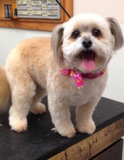 PUPPY CUT ON A SHIH TZU MIX 3