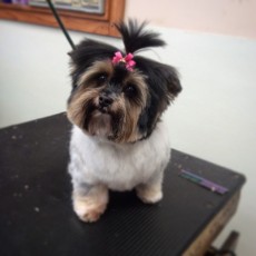 PUPPY CUT ON A YORKIE MIX