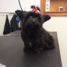 PUPPY CUT ON A YORKIEPOO