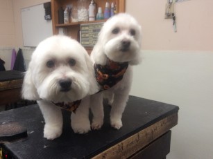PUPPY CUT ON TWO COTON DE TULEARS