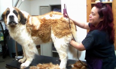 SAINT BERNARD CLIPPER CUT (1) BEFORE
