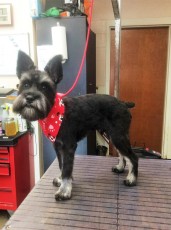 SCHNAUZER CLIPPER CUT 3