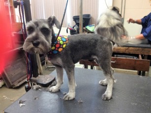 SCHNAUZER CLIPPER CUT 4