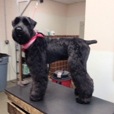 SCHNAUZER (GIANT) BENJI CUT