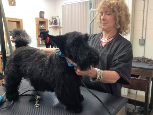SCOTTISH TERRIER BREED GROOM 2