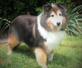 SHELTIE FEATHER TRIM 3