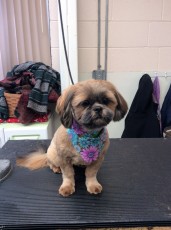 SHIH TZU CLIPPER CUT 9