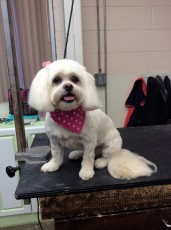 SHIH TZU CLIPPER CUT 10