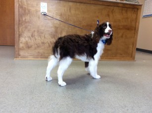 SPRINGER SPANIEL FEATHER TRIM WITH NATURAL BACK