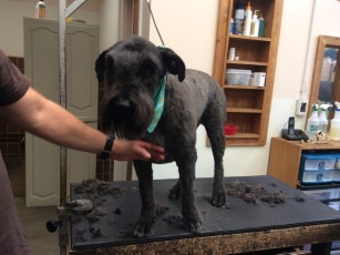 STRIP ON A BOUVIER