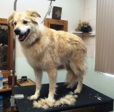 STRIP ON A GOLDEN-COLLIE MIX (1) BEFORE