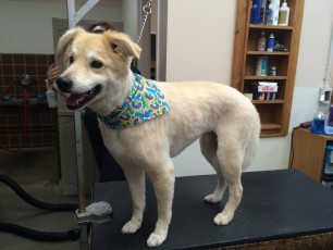 STRIP ON A GOLDEN-COLLIE MIX (2) AFTER
