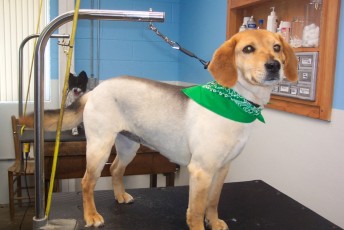 STRIP ON A HOUND MIX