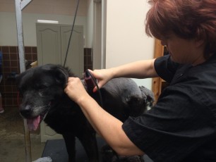 STRIP ON A LAB MIX (1) BEFORE