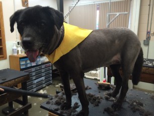 STRIP ON A LAB MIX (2) AFTER