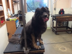 STRIP ON A RETRIEVER MIX (1) BEFORE