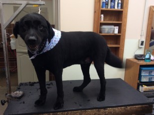 STRIP ON A RETRIEVER MIX