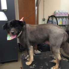STRIP ON A RETRIEVER MIX (2) AFTER