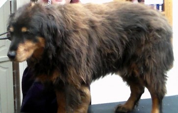 STRIP ON A ROTTWEILER MIX (1) BEFORE