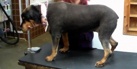 STRIP ON A ROTTWEILER MIX (2) AFTER