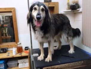 STRIP ON A SALUKI MIX (1) BEFORE