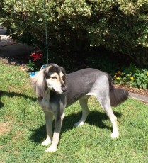 STRIP ON A SALUKI MIX (2) AFTER