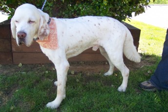 STRIP ON AN ENGLISH SETTER