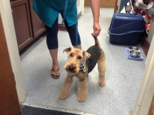 WELSH TERRIER BENJI CUT