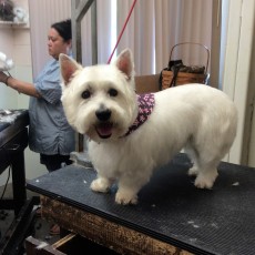 WESTIE TERRIER BREED GROOM 9