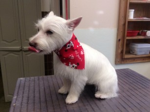 WESTIE TERRIER CLIPPER CUT 3